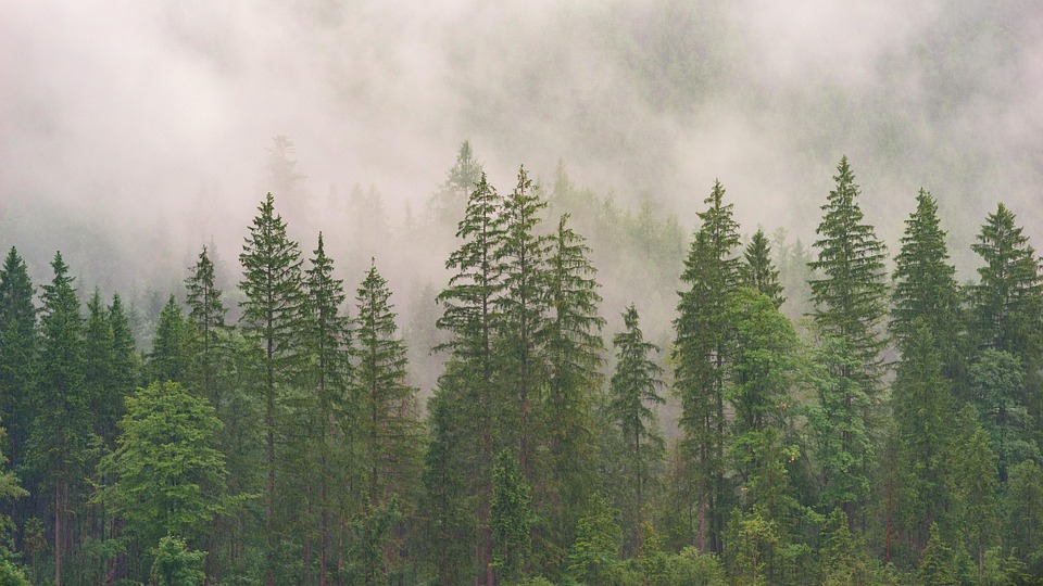 A scenic forest with tall green trees enveloped in fog