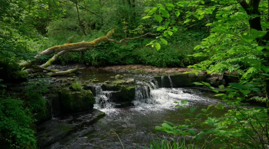 Waterfall Video Forest environment with waterfall