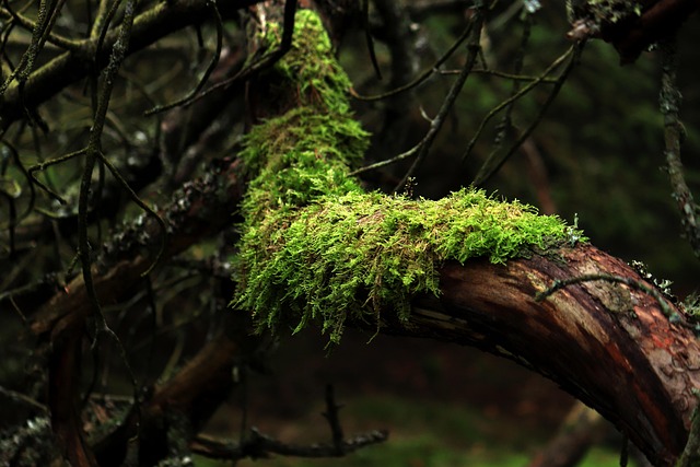 Nature entry: a forest log with some moss