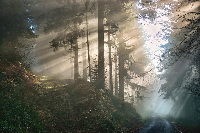 2024 winner from the Nature category showing sunlight through a forest trail